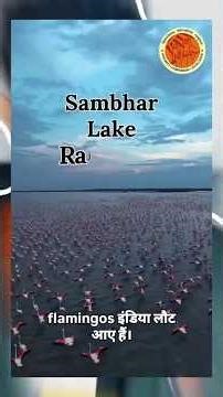 why flamingo are dying #shorts #bharat #shorts