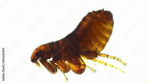 Alive flea moving legs and scrawling is filmed on white background under microscope 40x. Isolated macro footage of dangerous little insect biting hairy animals. Educating bug with scientific equipment