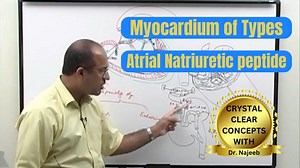 2.1K views · 274 reactions | Myocardium of Types _ Atrial Natriuretic Peptide _ ANP 喙. Like this video? Sign up now on our website at https://www.DrNajeebLectures.com to access 800+ Exclusive videos on Basic Medical Sciences & Clinical Medicine. Sign up now! Lifetime Access for a one-time payment of $99 ONLY! | Dr. Najeeb | Facebook