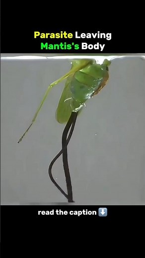 Mantis's Parasite 💀 #facts #interestingfacts #animals #animalfacts #mantis