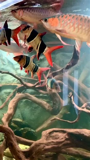 Arowanafishfarm on Instagram: "Arowanafishfarm 💕 #aquarium #arowana #arowanafish #freshwaterfish"