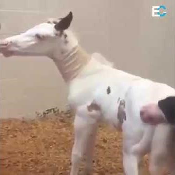 Funny foals Video - Try Not To Laugh