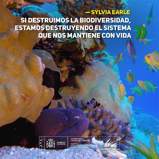 4.3K views · 113 reactions | Sylvia Earle, leyenda de la exploración marina y voz imprescindible por el océano, lleva décadas recordándonos que sin biodiversidad no hay futuro. Proteger la vida en todas sus formas es proteger nuestra salud, nuestro planeta y nuestra propia supervivencia. | Fundación Biodiversidad | Facebook