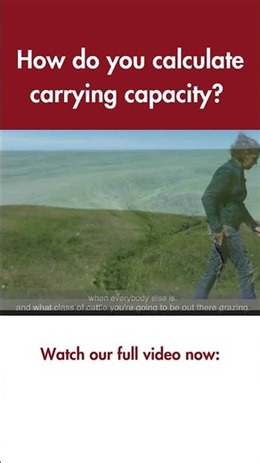 How do you calculate grazing capacity? #beefcattle
