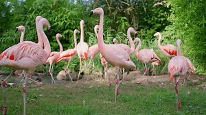 Pink Exotic Flamingo Groom Farm Birds Stock Footage Video (100% Royalty-free) 3498108299 | Shutterstock
