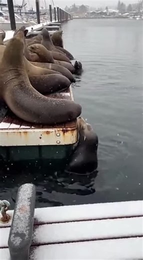 Promptopia AI | A massive sea lion leaps onto a crowded floating dock at a winter harbor, sending the entire platform—and all the other sea lions—plunging... | Instagram