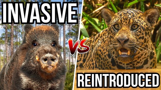 When lost species return and ecosystems begin to stabilize