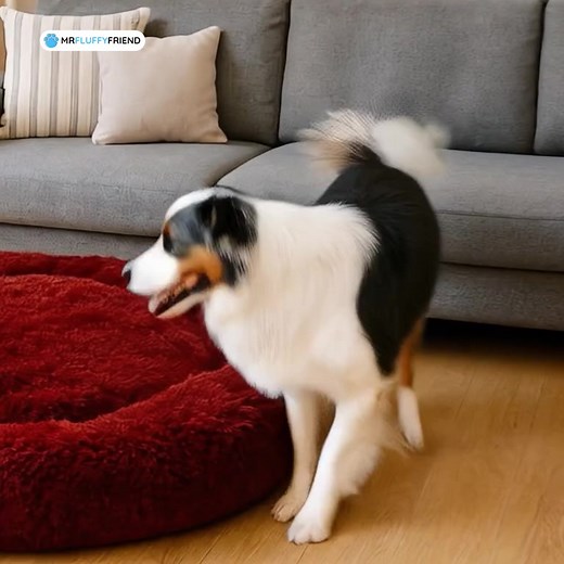 Your Dog Will Absolutely Love This! 🥰 This bed relieves your dog's stress and anxiety and promotes a peaceful sleep. 💤 Don't miss out on our exclusive offer! Get 60% off and FREE worldwide shipping while stocks last. 👉 www.mrfluffyfriend.com/dog | Mrfluffyfriend