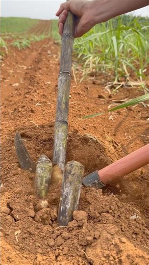 Planting Sugarcane: Traditional Hand-Planting Method #shorts