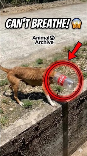 HUMAN TRASH IS KILLING THEM. 😡