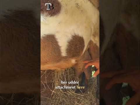Nubian Goat Breeding: Purebred vs. Full Bred Explained!