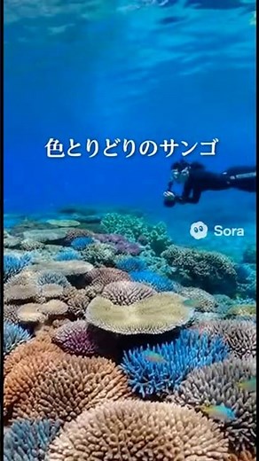沖縄旅行 池間島#AI観光 #沖縄観光 #沖縄旅行 #宮古島 #池間島 #池間大橋 #リーフ #展望台 #10秒観光
