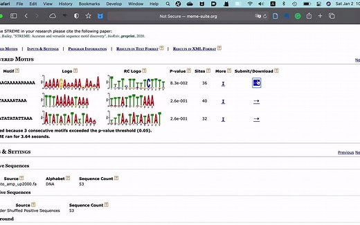 MEME motif富集结果说明