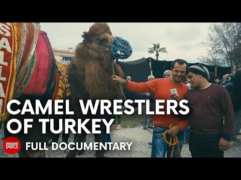 Camel wrestling: Turkey's ancestral heritage | FULL DOCUMENTARY
