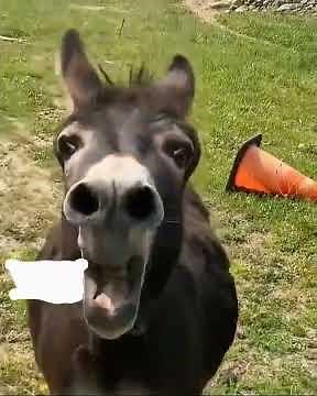 Donkey Jackass or Jennet: Can You Spot the Difference?