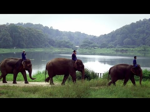 Inside Thailand's Elephant Conservation - Heartwarming Stories of Survival
