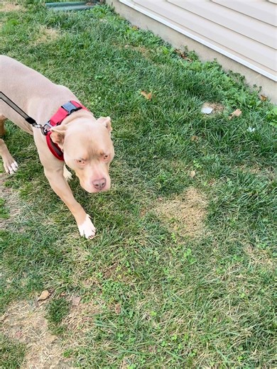 Cleaner paws, cleaner floors 🐾✨ #MuddyMat #PetLife #CleanHome