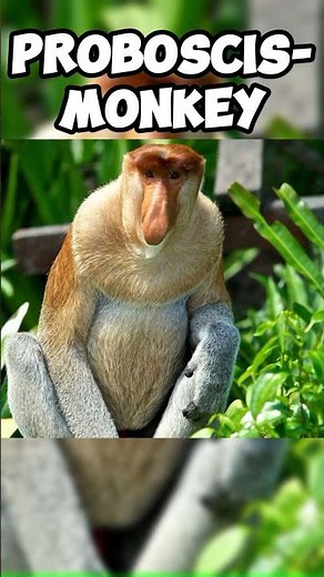 Most Ugliest Animals In The World! 🤮