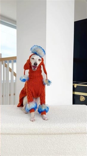 My Dog’s Hand-knit Sweaters and Hat Collection!