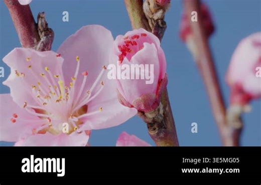 Beautiful time lapse video of the blossoming of a pink peach flowers on blue background. A close macro with detail of the peach flower Stock Video Footage - Alamy