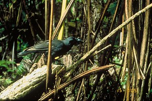 Collaborative research team completes gene sequencing for the Hawaiian crow - UH Hilo Stories