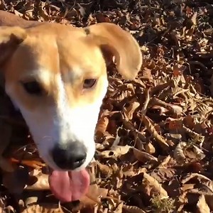 These Dogs Freakin' Love Fall 🍁 | BuzzFeed Animals