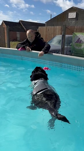 6.7K views · 458 reactions | Senior / calm dog pool party  | Canine Dip and Dive Maldon | Facebook