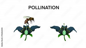 Pollination, Diagram showing pollination with flower and bee, process of cross pollination using an animal of pollinator, Pollination as plant reproduction and vegetation process in wildlife, biology