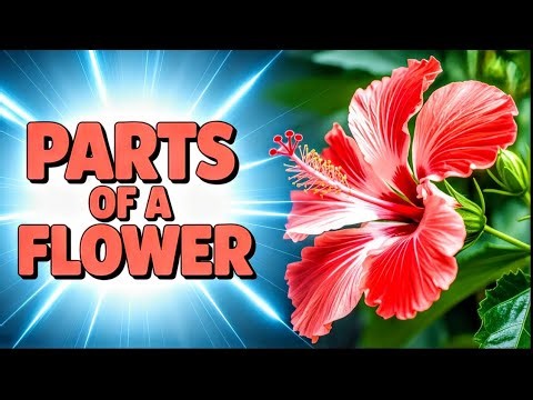 All parts of a typical flower 🌺 | Full structure in detail | In Hindi 2025 latest