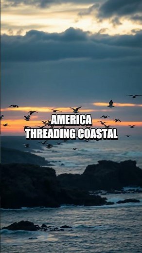 The Silent Marathoner of the Pacific: Western Sandpiper Secrets