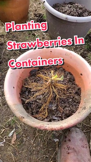 Planting Strawberries In Containers #containergardening #plantingstrawberries #strawberries #garden #gardeningtip #gardenhacks #howto #didyouknow #fyp