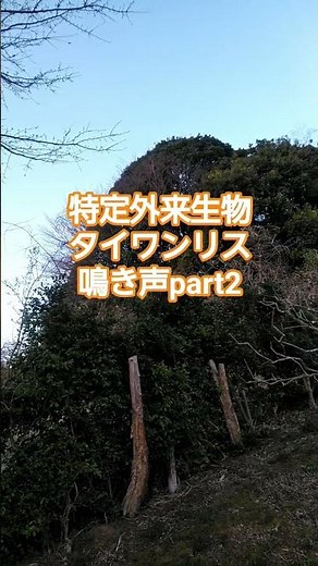 特定外来生物タイワンリスの鳴き声part2 困りましたね😰