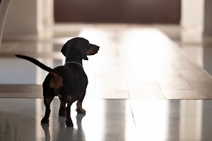 Owner checks petcam while at new job—unprepared for what her dog is doing