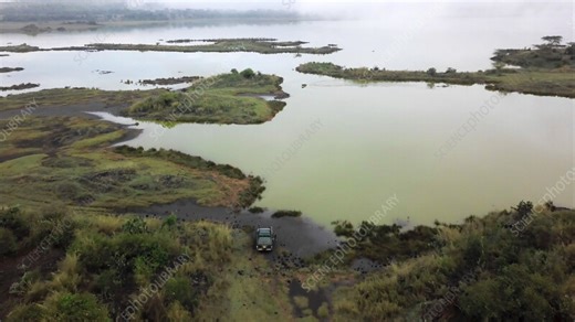 Aerial view of African buffalo running across shallow lake water - Stock Video Clip - K015/1856