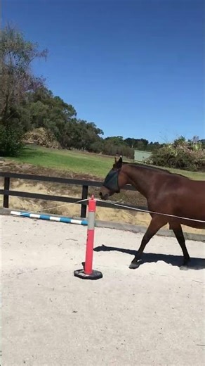 Clicker trained horse getting fit #horse #horsetraining #clickertraining