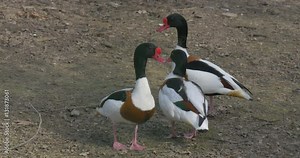 Three Drakes Mallards Standing on Ground Together Preening Feathers and Walk Away Flock of Wild Ducks Speckled Birds in Zoo Excursion in Springtime Day