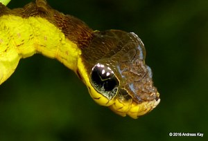 Snake Caterpillar