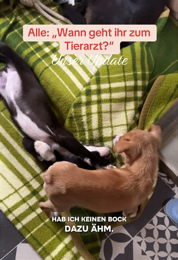 Tierarztbesuch für Allen: Update zu unserem Hundewelpen