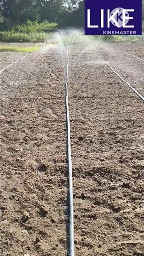 coriander farming @ raine drips @ coriander leves #ravikumareddy