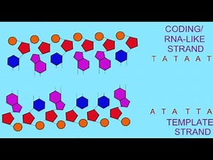 GENETICS 2: TRANSCRIPTION: TEMPLATE & CODING STRANDS