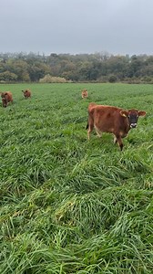 361 reactions · 14 shares | How lucky are we to have grass like this...