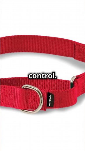 Types of Dog Collars & Harnesses : Quick Guide