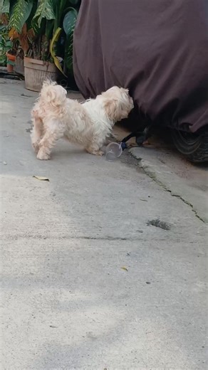 jcan (@jcan610)’s videos with Happy Fun - AL EL