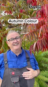 11K views · 185 reactions | Plants for Autumn colour Rhus typhina #plants #gardening #garden #gardens #plantsmakepeoplehappy #plant #trees | Dave The Plantman | Facebook