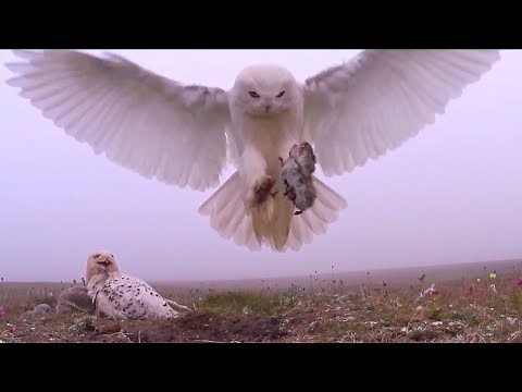 Flight of a Snowy owl in slow motion