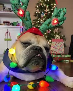 26K views · 710 reactions | Department store employees the week before Christmas  ⠀⠀⠀ : @kcraig923 ⠀⠀ | Paw.com | Facebook