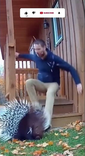 Porcupine Attack Caught on Camera – Man Gets Hit with Hundreds of Spikes!#shorts #animalattack