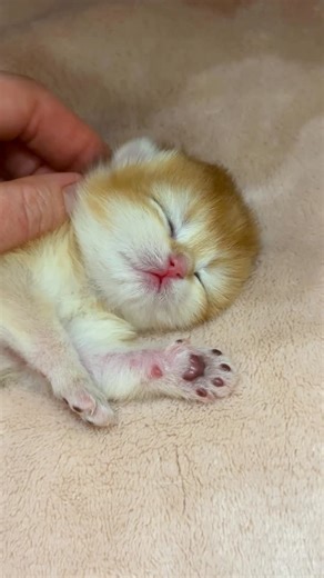 ꧁༺ 𝑇𝑟𝑜𝑖𝑎𝑛𝑑𝑜𝑣𝑎_𝑙𝑢𝑏𝑜𝑣🌹༻꧂ on Instagram: "Ми народились з 24 на 25 грудня 🩷 Дітки особливі ⭐️. Це чарівна дівчинка, яка зʼявилась на світ першою, її імʼя буде розпочинатись на першу літеру Д. Яке імʼя їй личить, як думаєте ? #трояндовалюбов🌹 #кошенята #маленькадівчинка #baby #sweetcat"