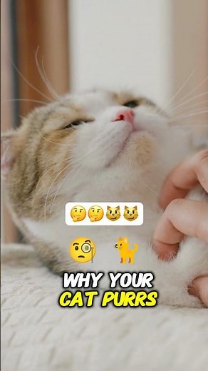 Why Do Cats Purr? The Surprising Truth Revealed!