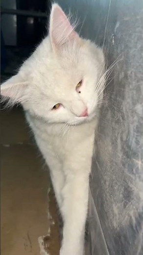 cat effects 😺😺 #animal #cat #catvideos #shortvideo #foryou #youtube #song #trending